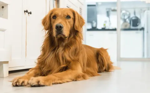 Czy golden retriever jest agresywny? Fakty, które zaskoczą każdego