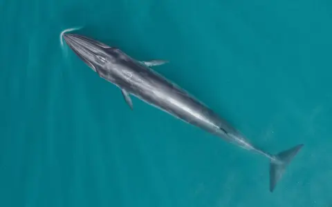 Una maestosa balena mammifero nuota nelle acque turchesi, la sua lunga sagoma scivola silenziosamente sotto la superficie.