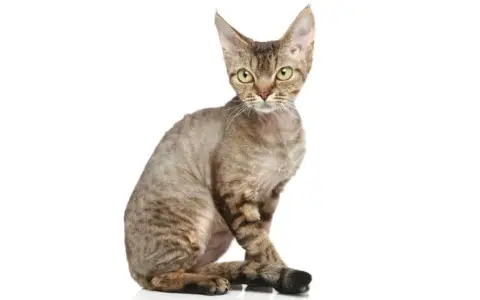 Devon Rex a Sfinks: Kluczowe różnice i cechy, które musisz znać
