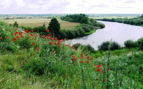 Łąka pełna maków nad zakręconą rzeką, jak z legendy o Janie i Cecylii.