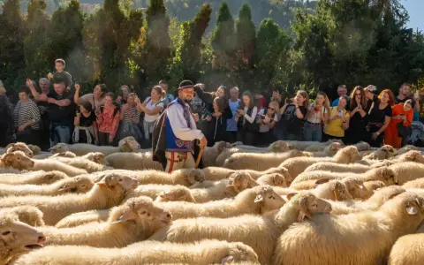 Tłum ludzi obserwuje pasterza w tradycyjnym stroju podczas szczawnickiego redyku. Owce tworzą gęste, jasne morze.