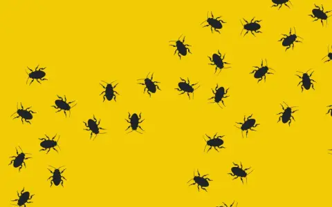 Muchas cucarachas negras se arrastran sobre un fondo amarillo brillante. Las cucarachas transmiten enfermedades.