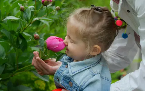 Liten flicka njuter av doften från en rosa pion. Hon har en jeansjacka och en vuxen håller blomman för henne.