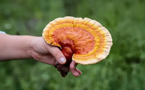 Une main tient un champignon reishi aux couleurs vives, évoquant ses nombreux bienfaits pour la santé.