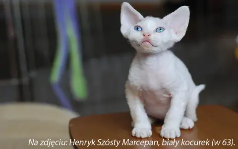 Devon Rex opinię: co powinieneś wiedzieć przed zakupem kota?