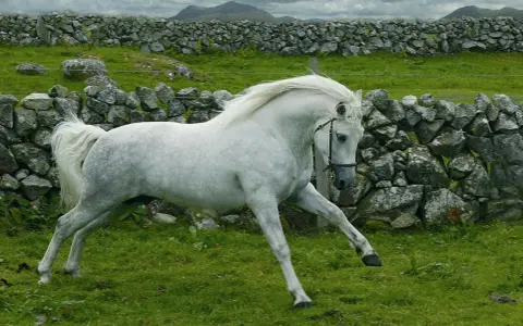 Magnifique etalon Connemara blanc galope dans un pré verdoyant, avec des murs de pierres sèches et des collines en arrière-plan.