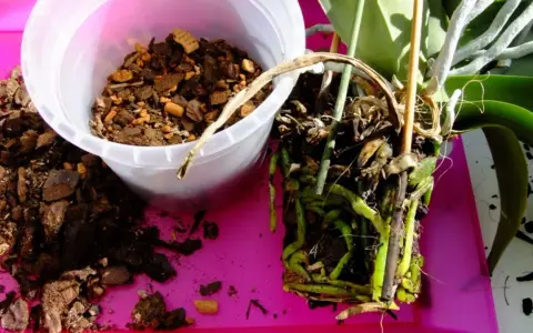 Orchideen Pflege: Wurzeln einer Orchidee werden aus dem alten Substrat genommen. Frische Rinde liegt daneben.