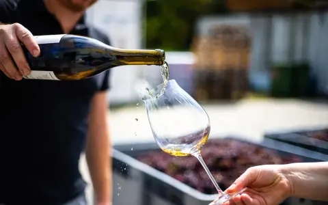 Un enologo versa vino bianco in un calice. Chissà quanto guadagna un enologo per creare queste delizie?
