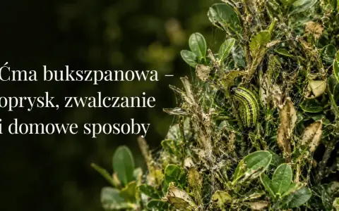 Ćma bukszpanowa niszczy krzew. Zobacz domowy sposób na ćmę bukszpanową i uratuj swój bukszpan.