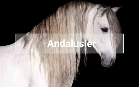 Ein majestätisches Pferd, ein stolzer Andalusier, mit langer, wallender Mähne vor schwarzem Hintergrund.