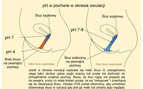 Ilustracja pokazuje zmiany pH pochwy w okresie owulacji. Czy owulacja to okres? Nie, to czas płodności, gdy śluz szyjkowy zmienia konsystencję.