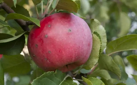 Pomme rouge sur une branche, présentant des marques de tavelure. Les feuilles vertes entourent le fruit, créant un tableau naturel.