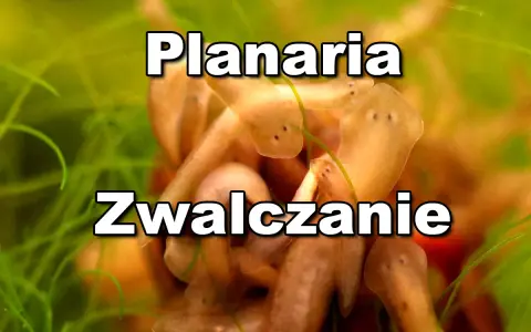 Kilka planarii w akwarium, które mogą wymagać zwalczania.