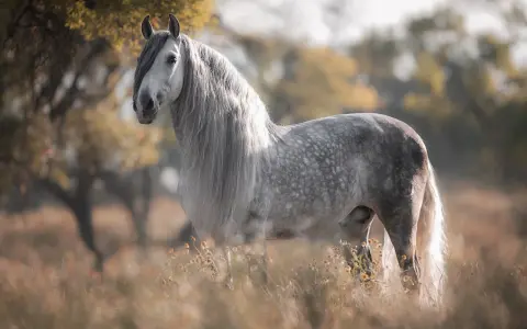 Ein majestätisches Pferd mit langer Mähne, ein Vertreter der spanischen pferderassen, steht in einer sonnigen Wiese.