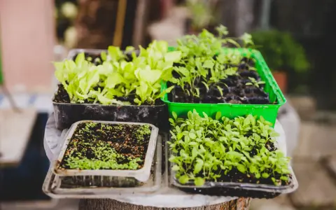 Semilleros con plantas jóvenes, listos para trasplantar. Guía para saber como hacer un huerto en el campo paso a paso.
