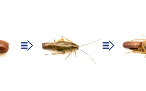 Ciclo de vida de la cucaracha alemana: de ooteca (huevos de cucaracha alemana) a ninfa y adulto.