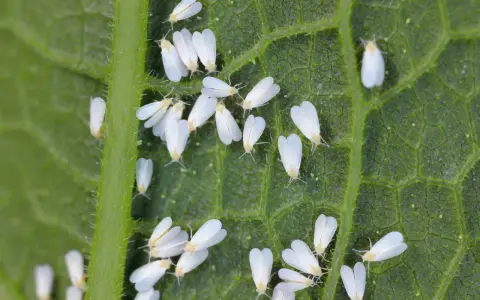 Un gruppo di mosca bianca su una foglia verde. Questi piccoli insetti bianchi si nutrono della linfa delle piante, causando danni.
