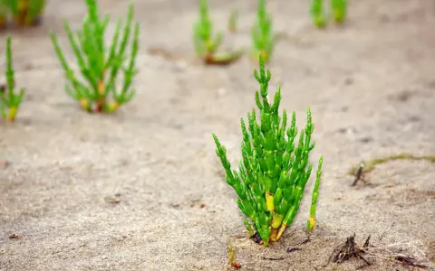 Grüne Queller-Pflanzen wachsen im Sand an der Nordsee.