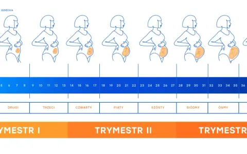 Zmiany sylwetki kobiety w ciąży i rozwój dziecka tydzień po tygodniu, podzielone na trymestry.