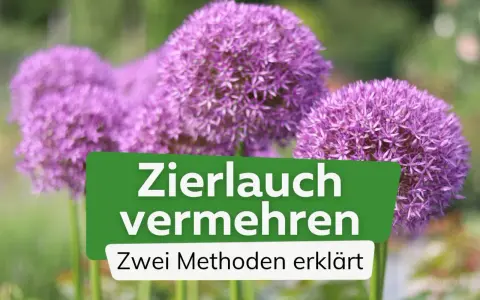Zierlauch vermehren: So einfach gelingt es! Zwei Methoden erklärt, um mehr dieser wunderschönen Blütenbälle im Garten zu haben.