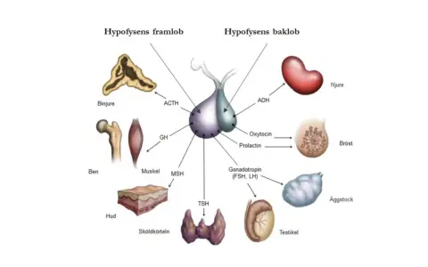 Diagram över hypofysen och dess hormoner som påverkar binjurar, ben, muskler, hud, sköldkörtel, njurar, bröst, äggstockar och testiklar. En hormonell obalans kan påverka dessa system.
