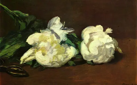 Due peonie bianche, una paronomasia di fiore, su sfondo scuro.
