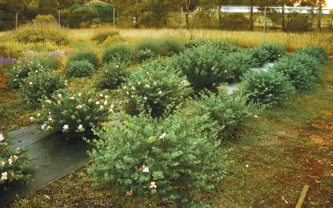 Fält med buskar som odlas för att odla kapris. Blommorna är vita och rosa.