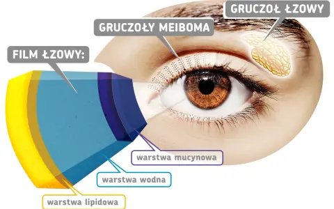 Schemat budowy filmu łzowego na powiece oka: warstwa lipidowa, wodna i mucynowa. Widać gruczoły Meiboma i gruczoł łzowy.