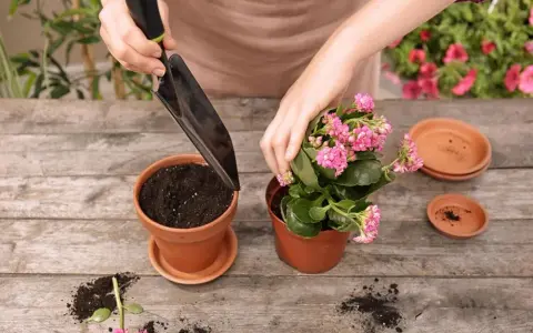 Jak przesadzać kwiaty? Ekspert radzi: Krok po kroku do sukcesu