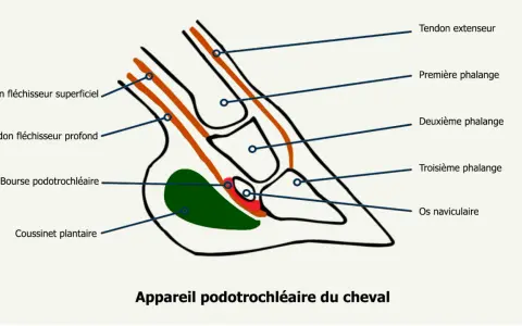 Schéma de l'appareil podotrochléaire du cheval, montrant tendons, phalanges, bourse et coussinet.