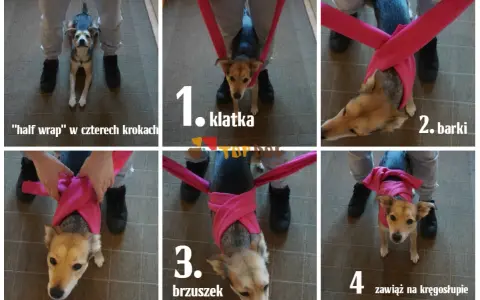 Instrukcja "half wrap" dla psa w czterech krokach. Nie strzelam w sylwestra, ale mój piesek czuje się bezpiecznie.