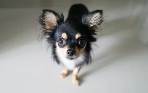 Uroczy chihuahua z dużymi uszami, czarno-złote umaszczenie. Zastanawiasz się nad chihuahua cena?
