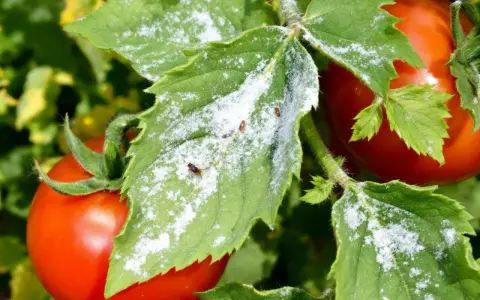 Feuilles de tomate couvertes de poudre blanche, avec quelques pucerons blancs tomate visibles.