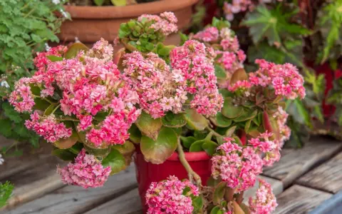 Plante grasse fleurie aux grappes de fleurs roses vives, dans un pot rouge, sur un fond de bois.