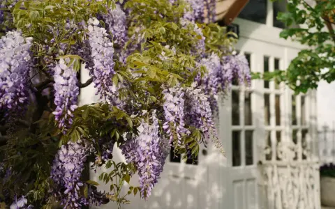 Cascada de glicina morada adorna una casa blanca. La glicina planta propiedades medicinales y decorativas.
