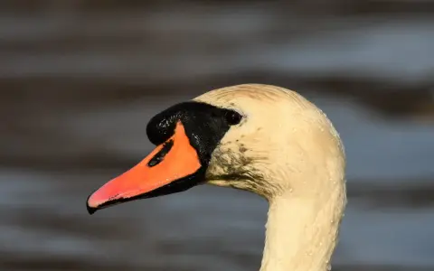 Portret łabędzia niemego z kroplami wody na piórach. Jego pomarańczowy dziób kontrastuje z czarną maską.