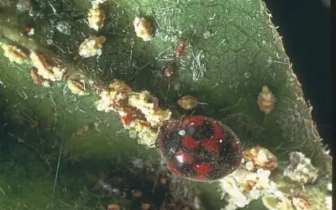Mariquita sobre hoja con cochinillas. Un remedio para plantas pegajosas es usar depredadores naturales como esta mariquita.