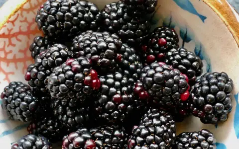 Ein Schälchen voller saftiger Brombeeren, die zeigen, wie gesund und lecker diese Früchte sind.