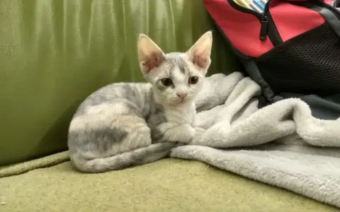 Mały kotek rasy Devon Rex o szaro-białym umaszczeniu siedzi na zielonej kanapie obok koca.