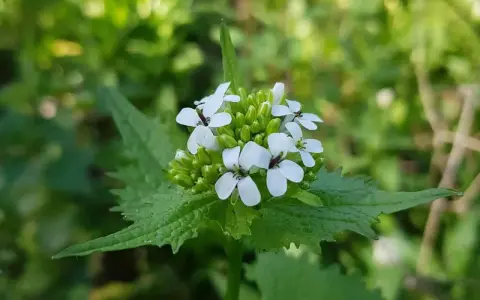Kleine weiße Blüten der essbaren Knoblauchsrauke auf grünem Blattwerk.