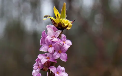 En gren med lila blommor och en gul knopp, täckt av vattendroppar. Tibast är vacker men giftig.