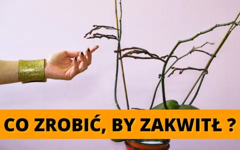 Storczyk nie kwitnie? Oto 7 sposobów, by znów obsypał się kwiatami