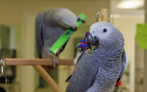 Due pappagalli cenerini, uno gioca con un oggetto verde, l'altro osserva. Il loro carattere curioso è evidente.