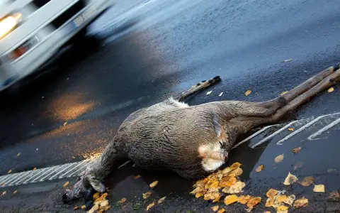 Ein Reh liegt tot auf der Straße nach einem Wildwechsel. Ein Auto fährt vorbei, Scheinwerfer beleuchten die Szene.