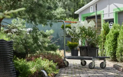 Wózek z sadzonkami hortensji bukietowych i iglaków. Zastanawiasz się, w jakich odstępach sadzić hortensje bukietowe?