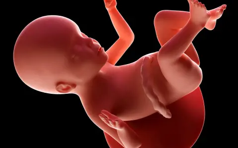 Płód w 23 tygodniu ciąży, który to miesiąc rozwoju, rozwija się w łonie matki.