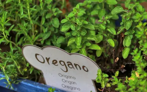 Zielone, pachnące oregano w doniczce. Idealne do pizzy, sosów i sałatek. Dzikie oregano na co dzień w Twojej kuchni.