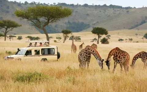 Safari w Kenii: żyrafy pasące się obok samochodu z turystami to jedne z głównych atrakcji Nairobi.