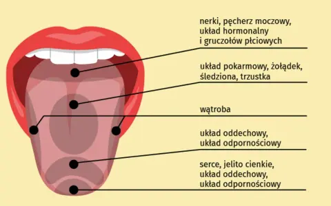 Ilustracja języka z zaznaczonymi punktami i opisami powiązanych organów.