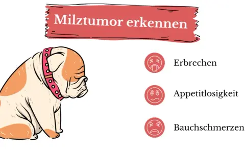 Smutny buldog z obrożą, obok ikony symbolizujące wymioty, brak apetytu i ból brzucha – objawy nowotworu śledziony.